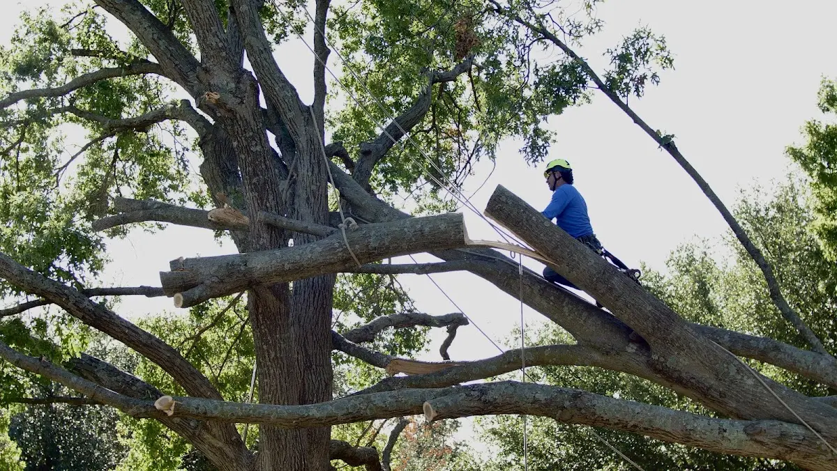 Professional Crown Thinning performed by certified arborists in Greentown