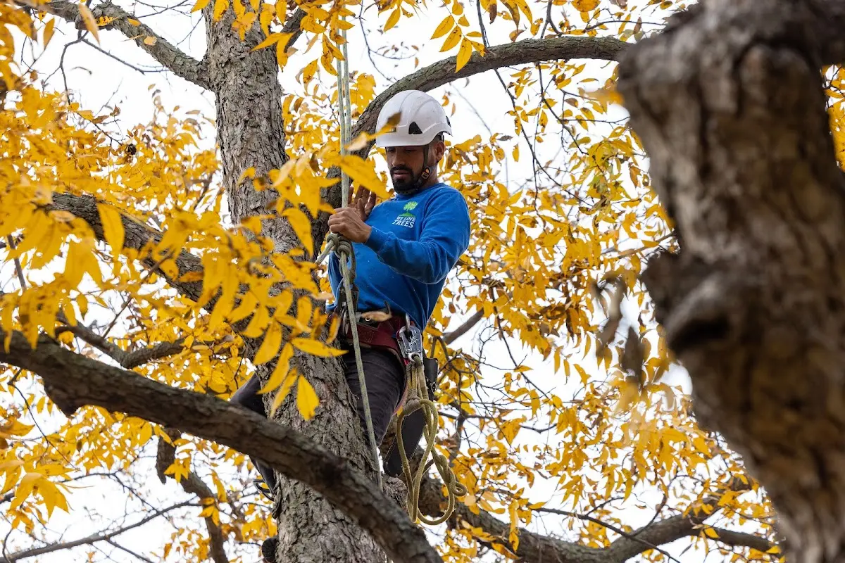 Skilled Storm Damage Cleanup crew working in Greentown
